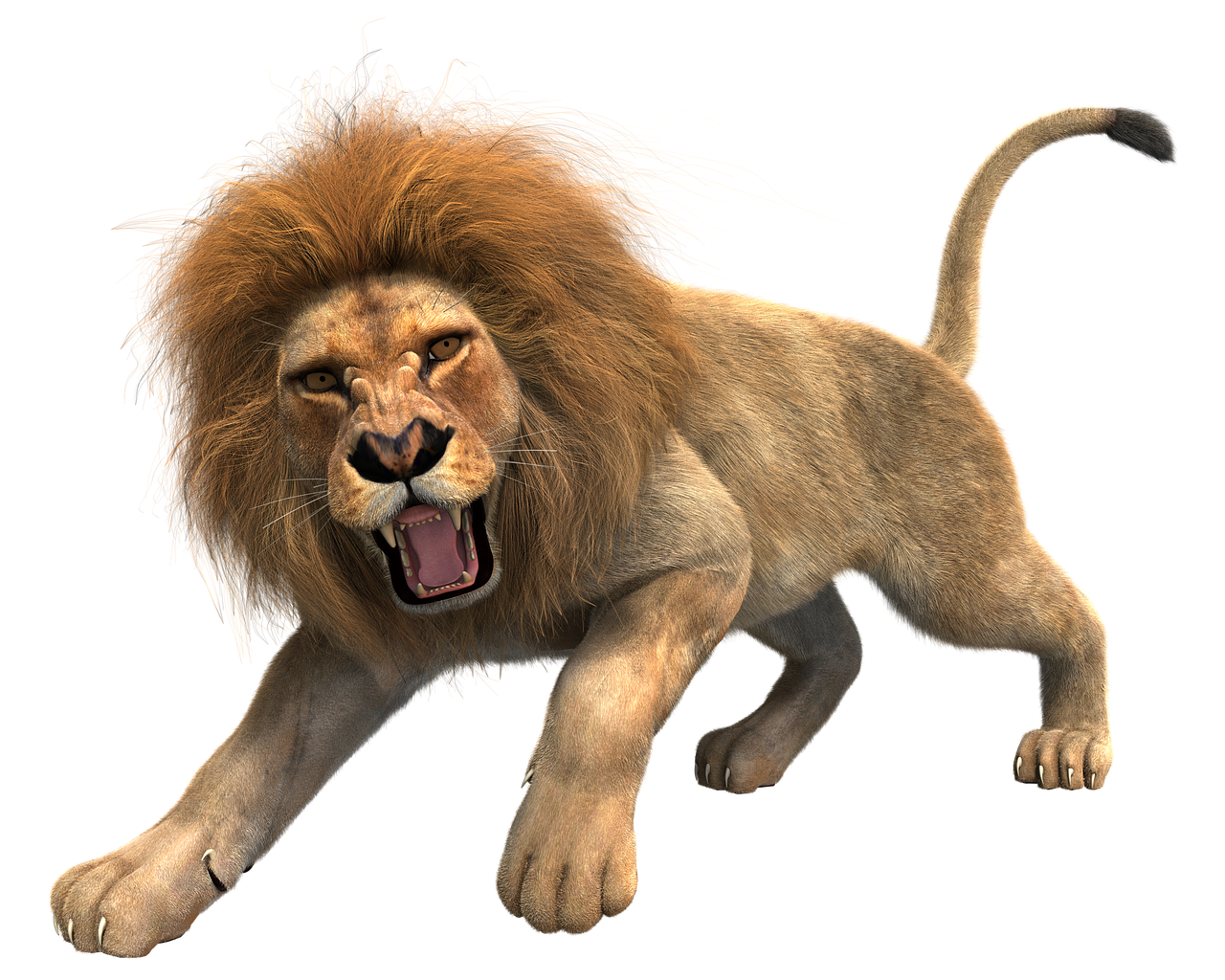 lion